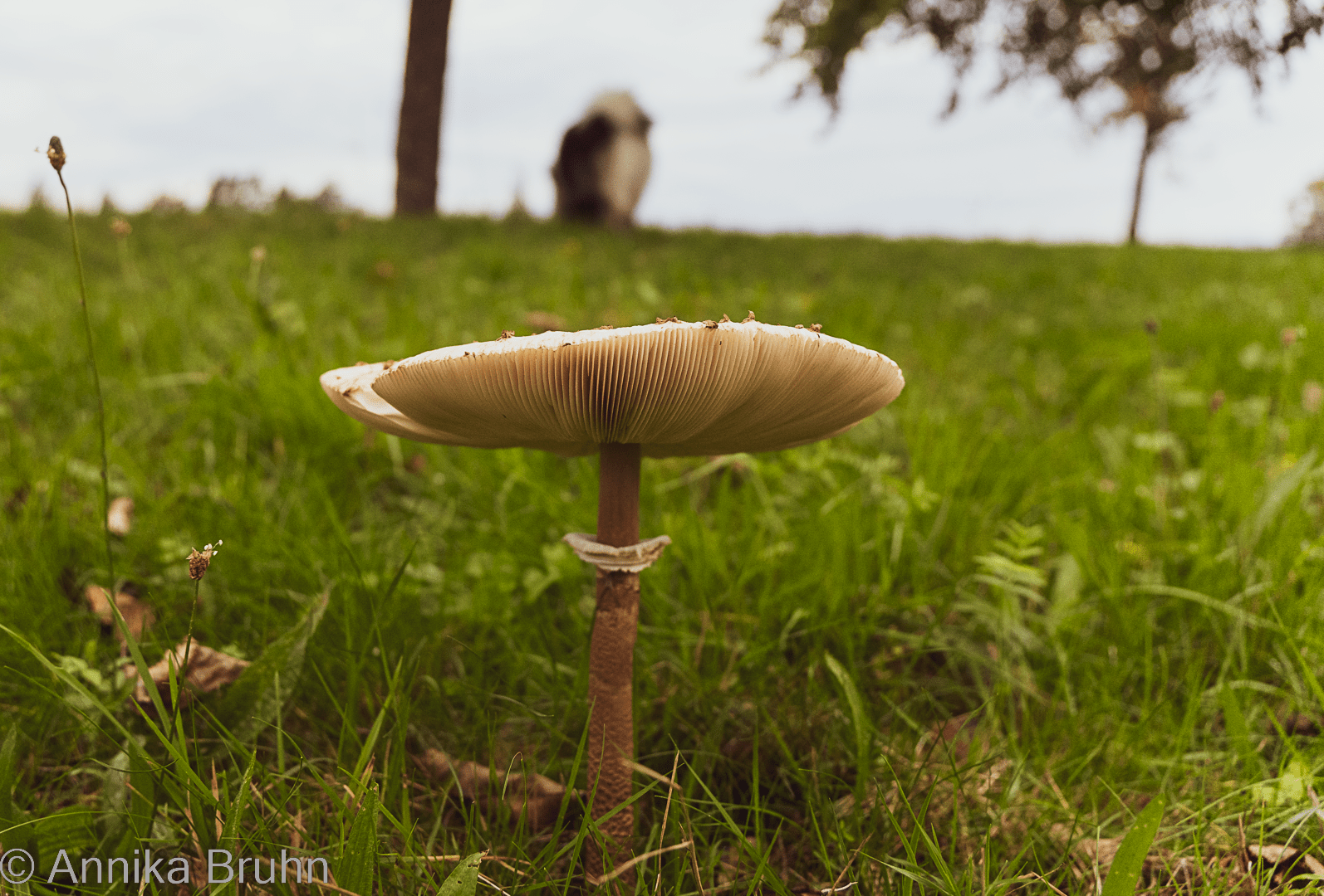 Pilz und Q im Hintergrund